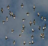 Red-crested Pochard