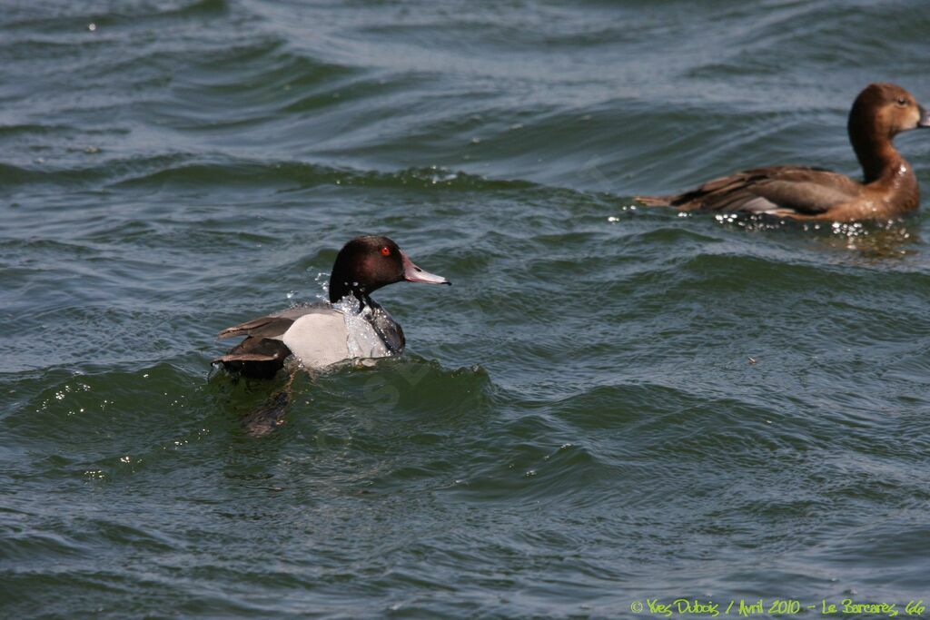 Red-crested Pochard