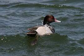 Red-crested Pochard