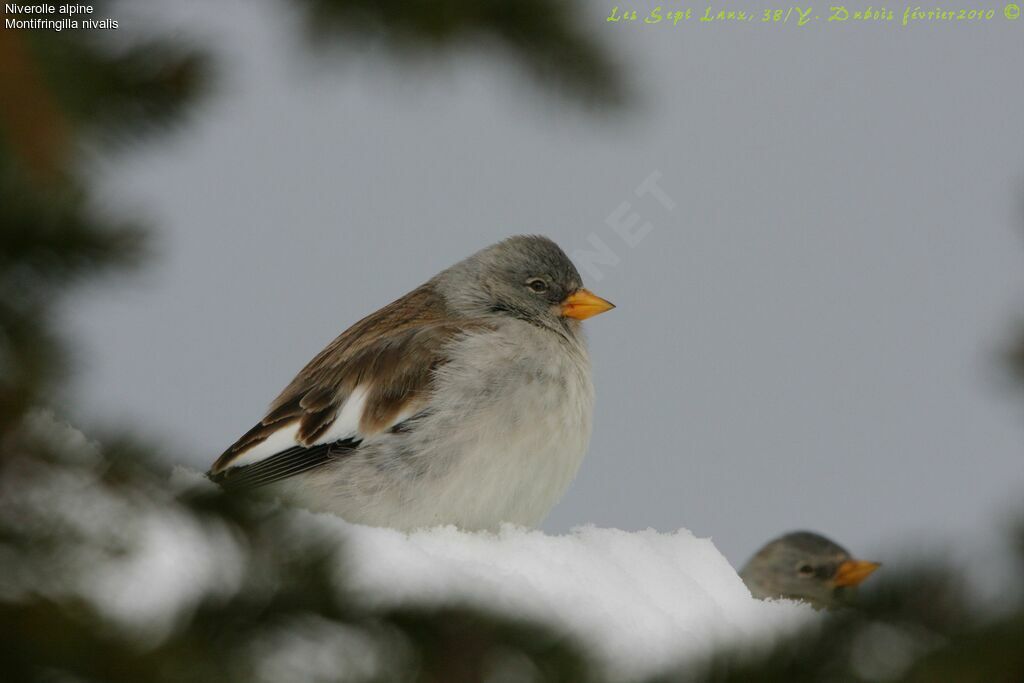 White-winged Snowfinch