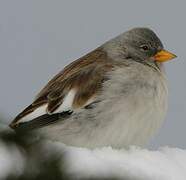 White-winged Snowfinch