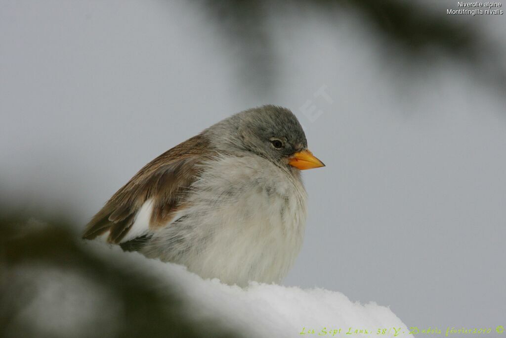 White-winged Snowfinch