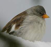 White-winged Snowfinch