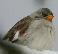 White-winged Snowfinch