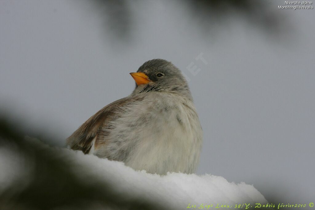 White-winged Snowfinch