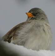 White-winged Snowfinch