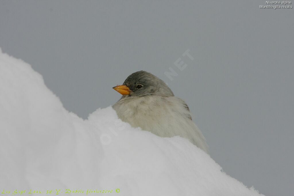 White-winged Snowfinch