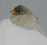 White-winged Snowfinch