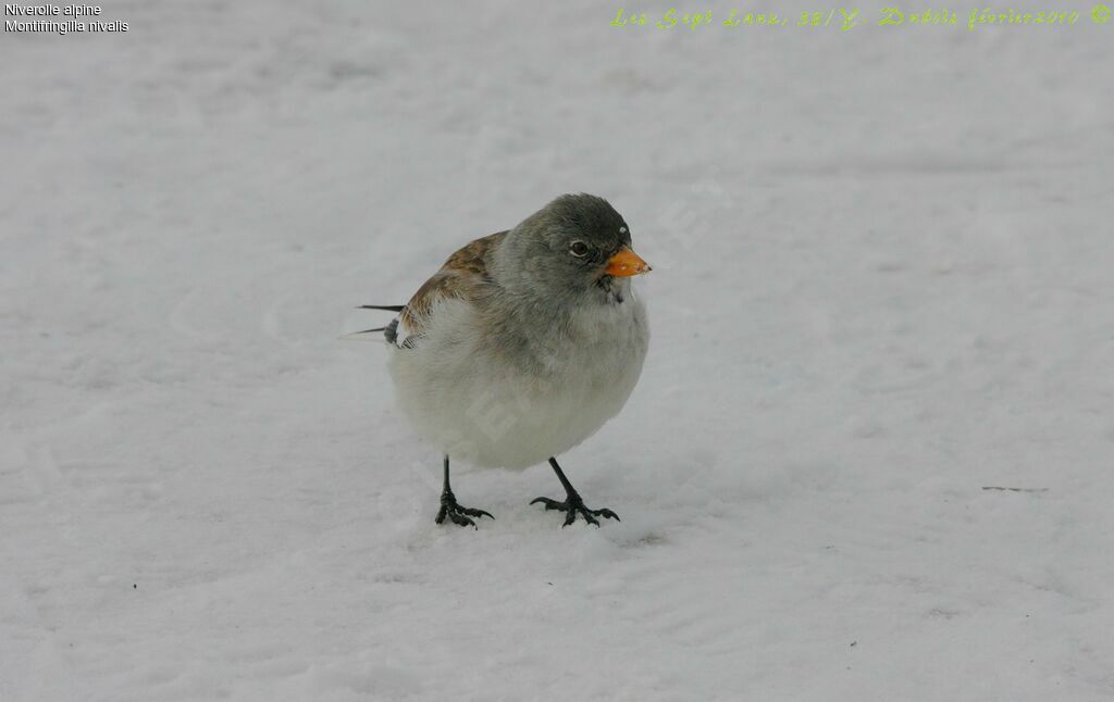 White-winged Snowfinch