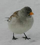 White-winged Snowfinch