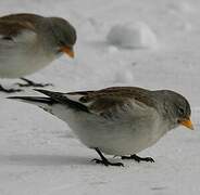 White-winged Snowfinch