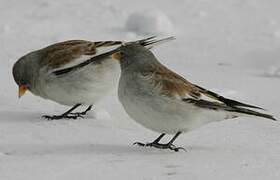 White-winged Snowfinch