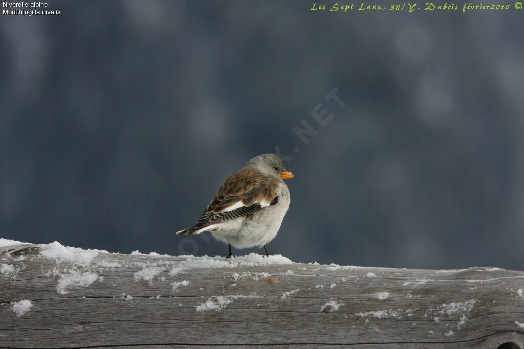 White-winged Snowfinch