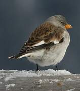 White-winged Snowfinch