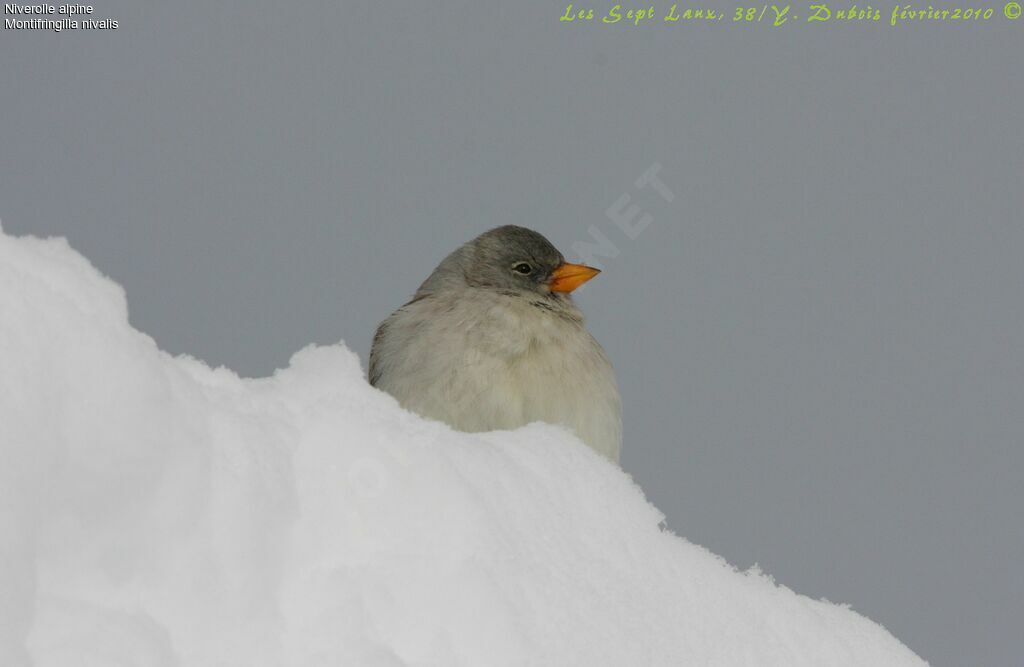 White-winged Snowfinch