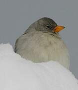 White-winged Snowfinch