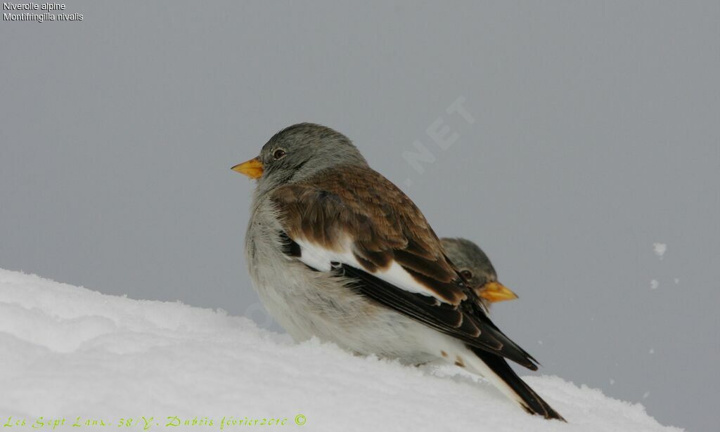 White-winged Snowfinch