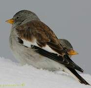 White-winged Snowfinch