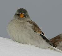 White-winged Snowfinch