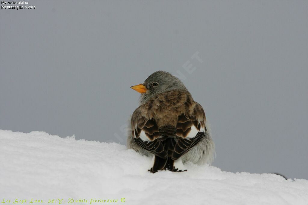 White-winged Snowfinch