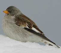 White-winged Snowfinch