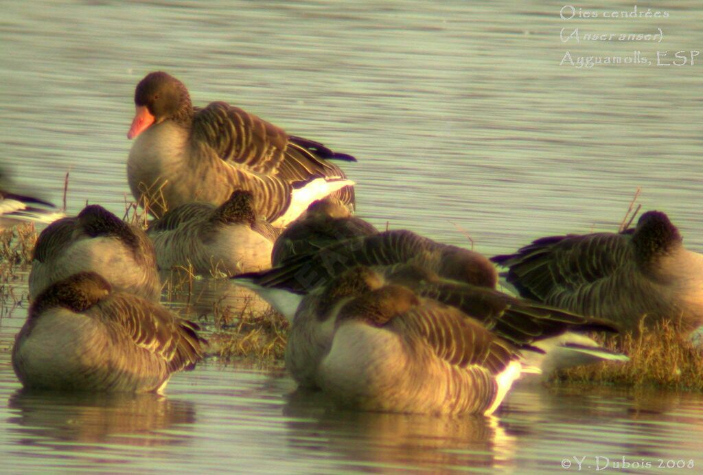 Greylag Goose