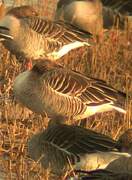 Greylag Goose