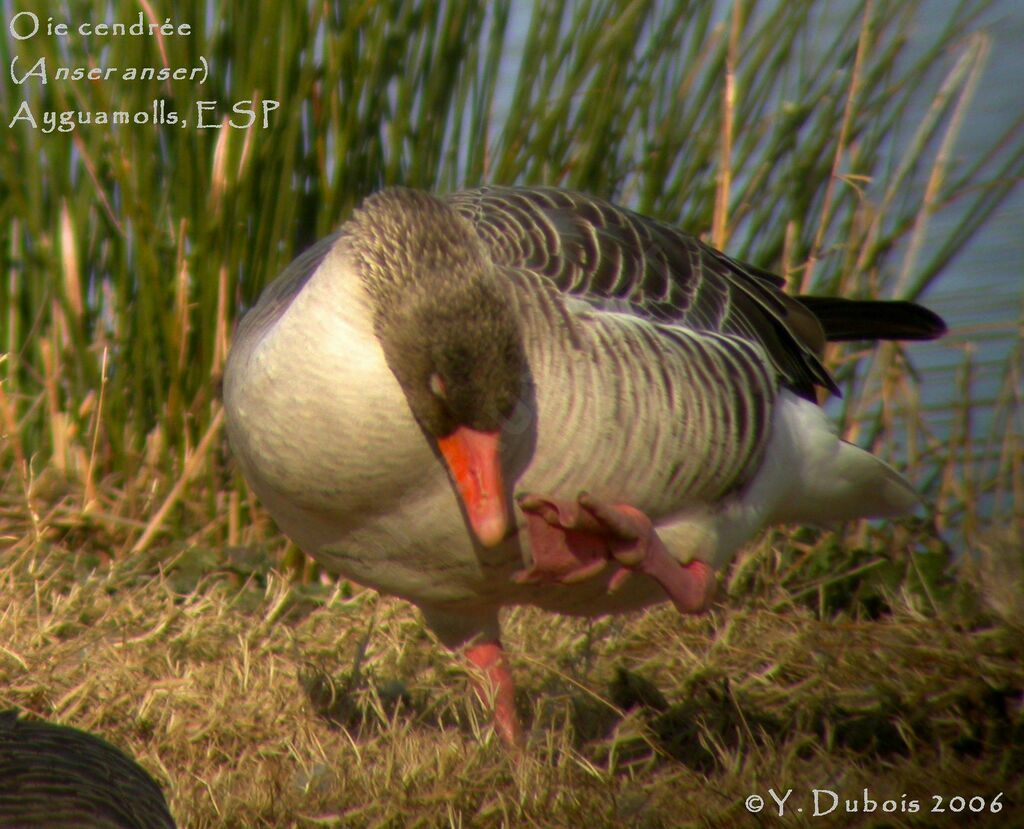 Greylag Goose