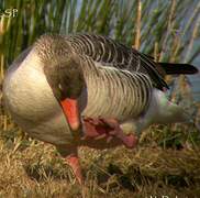 Greylag Goose