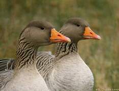 Greylag Goose