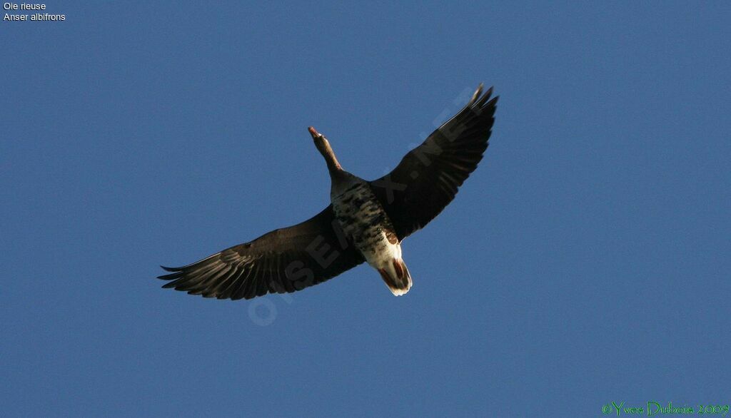 Greater White-fronted Goose