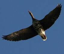 Greater White-fronted Goose