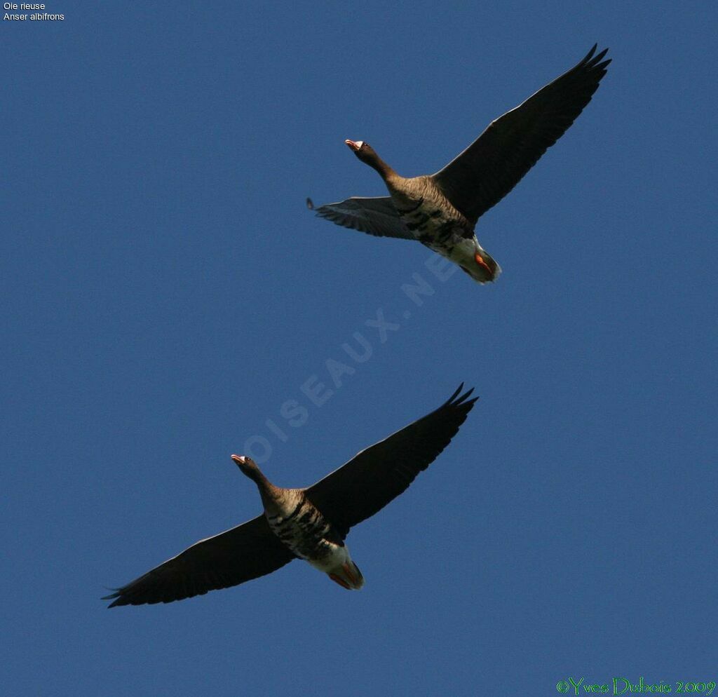 Greater White-fronted Goose