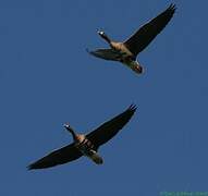 Greater White-fronted Goose