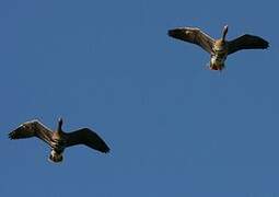 Greater White-fronted Goose