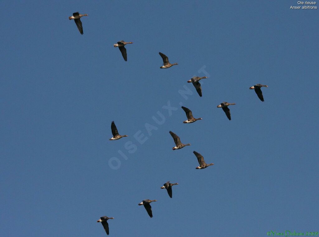 Greater White-fronted Goose