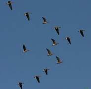 Greater White-fronted Goose