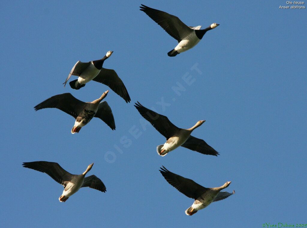 Greater White-fronted Goose