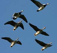 Greater White-fronted Goose