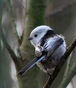 Long-tailed Tit