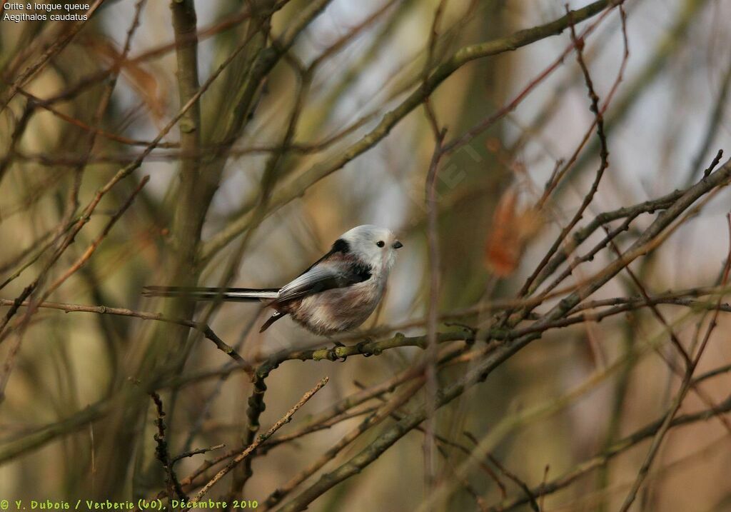 Long-tailed Tit