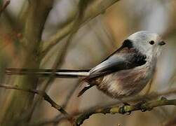 Long-tailed Tit