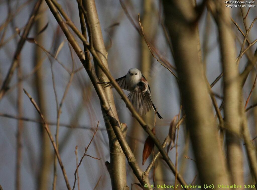 Long-tailed Tit