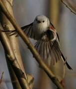 Long-tailed Tit