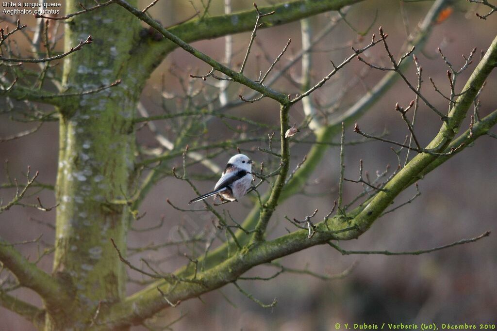 Long-tailed Tit