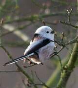 Long-tailed Tit