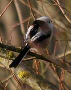 Long-tailed Tit