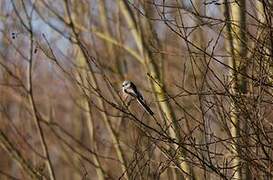 Long-tailed Tit