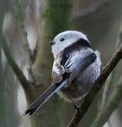 Long-tailed Tit