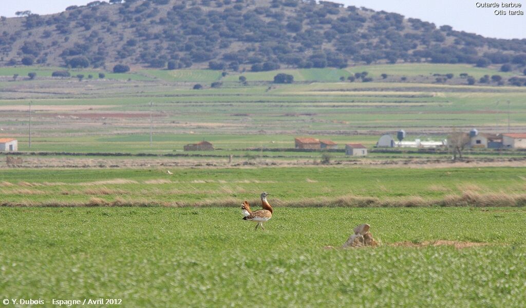 Great Bustard